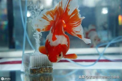 家裡養什麼魚最好|養幾條最好？如何旺財運？養魚風水講究入門